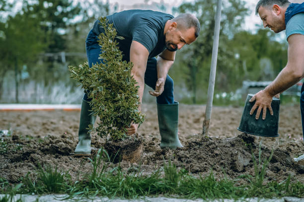 Best Weed Control  in New Sarpy, LA